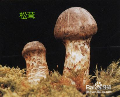 姬松茸和松茸的區別